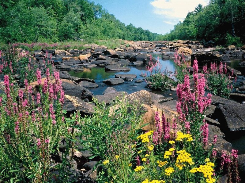 River with wildflowers and rocks