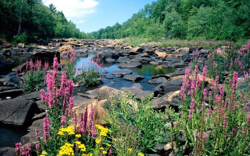 River with wildflowers and rocks