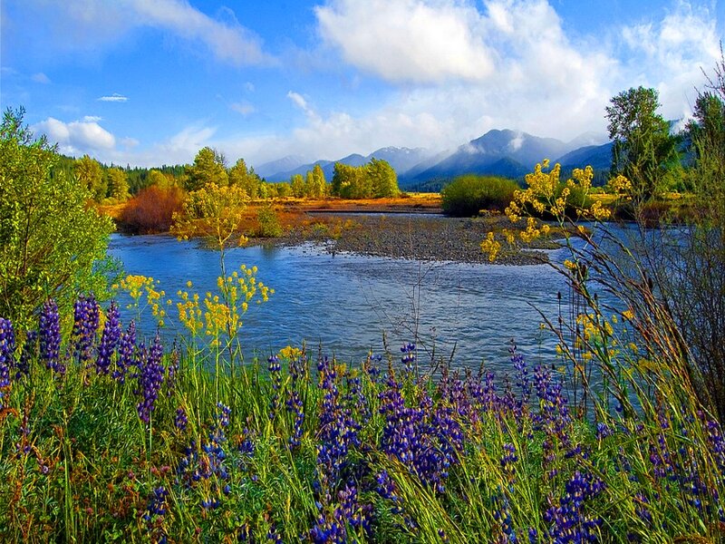 River with Wildflowers — Blue
