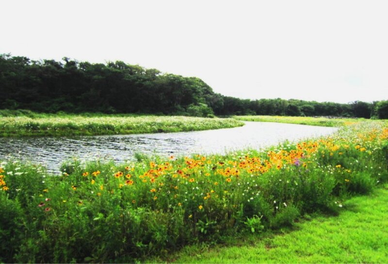 River with Wildflowers