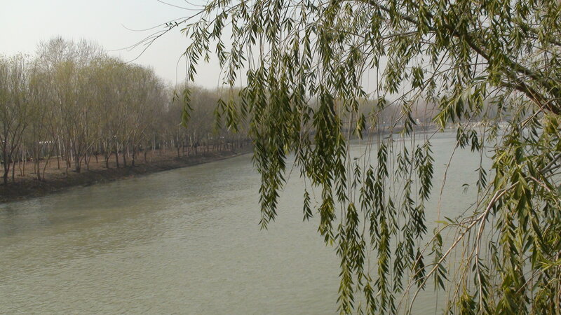 River with willow branches