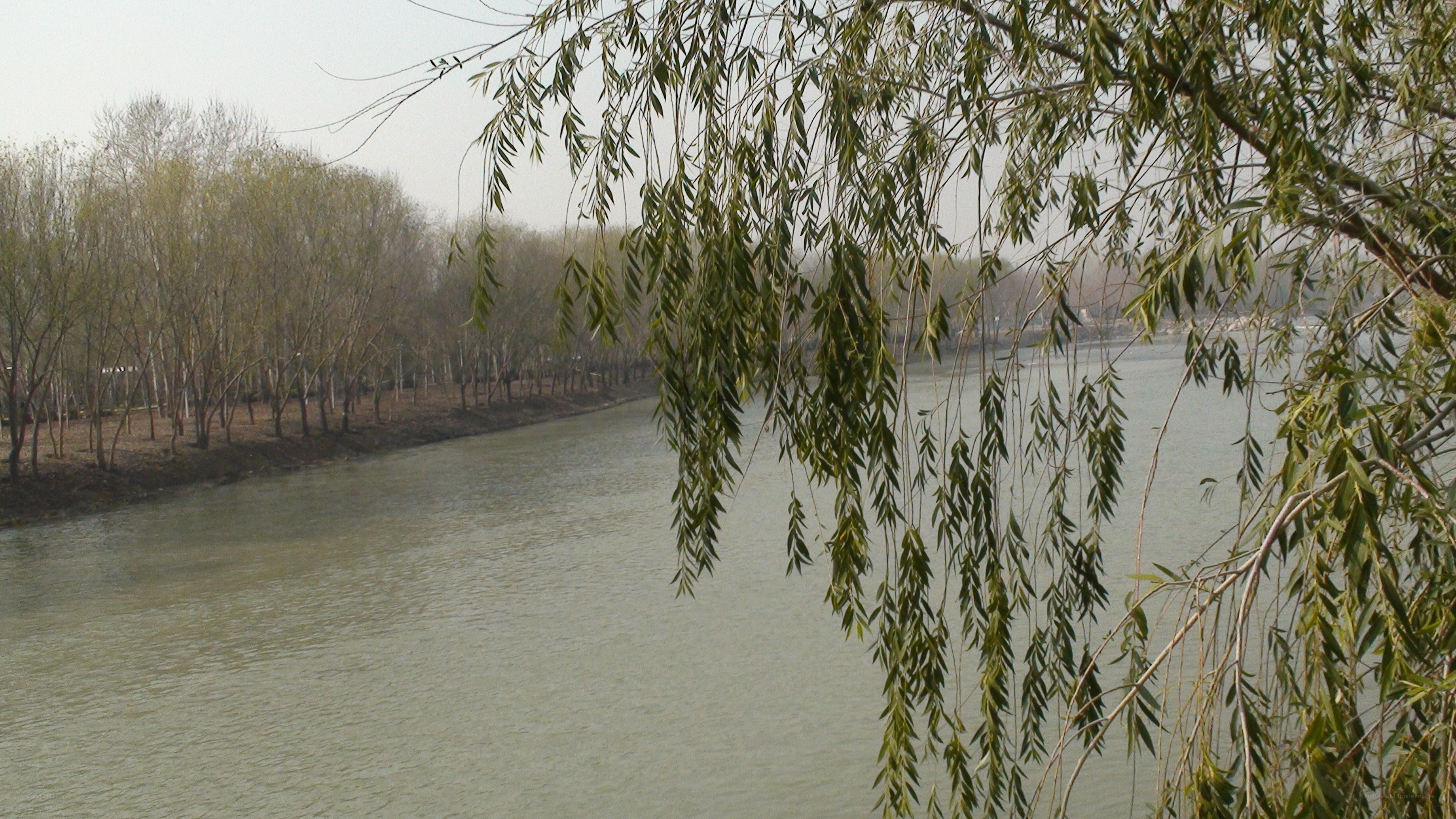 River with willow branches