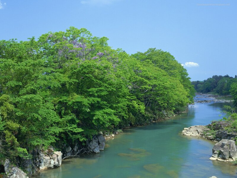 River with wisteria trees