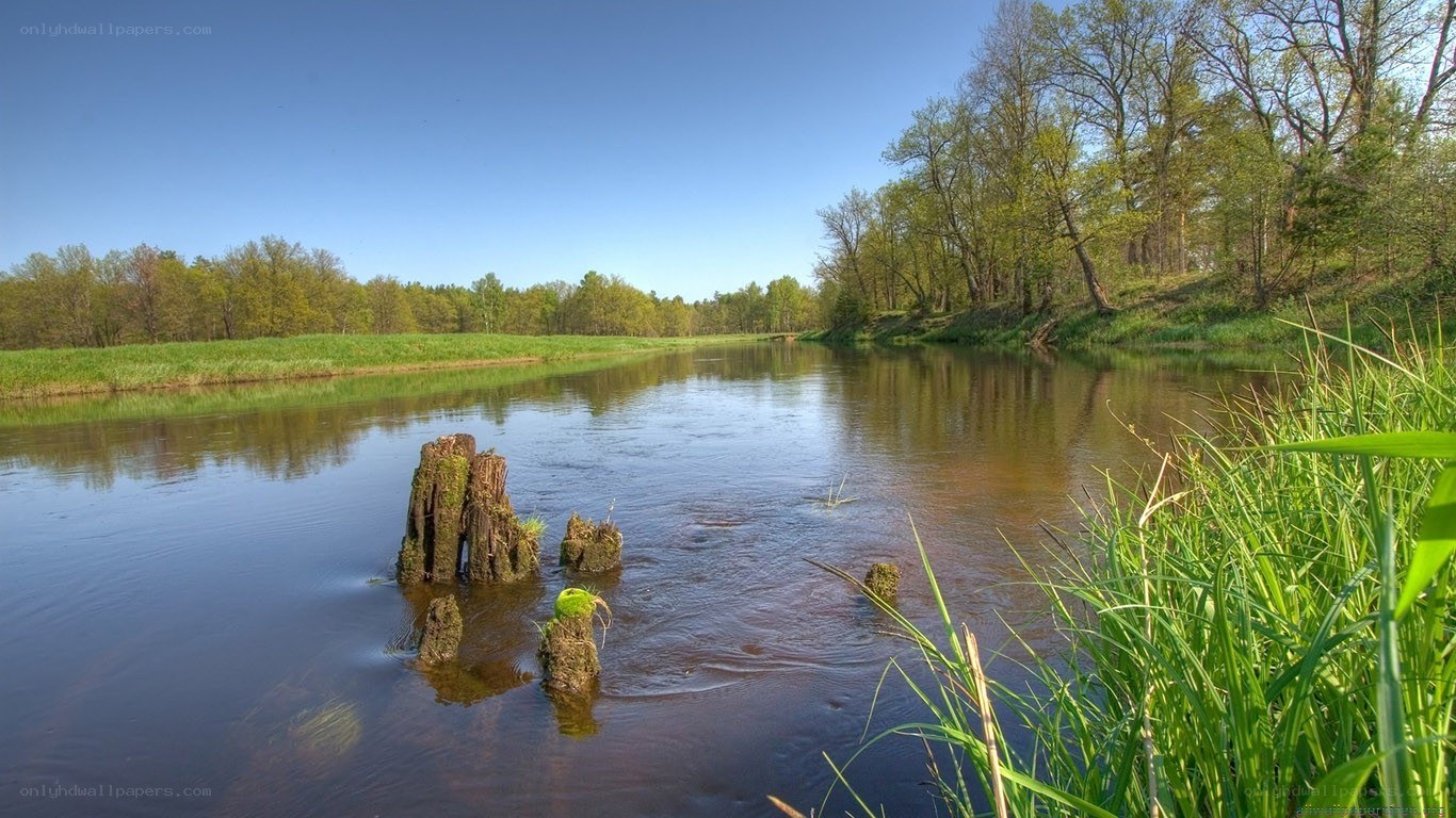 River with wooden stumps