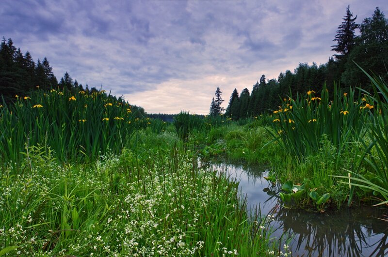 River with Yellow Flowers — Green, Serene