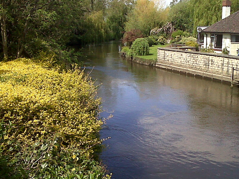 River with Yellow Flowers — Green
