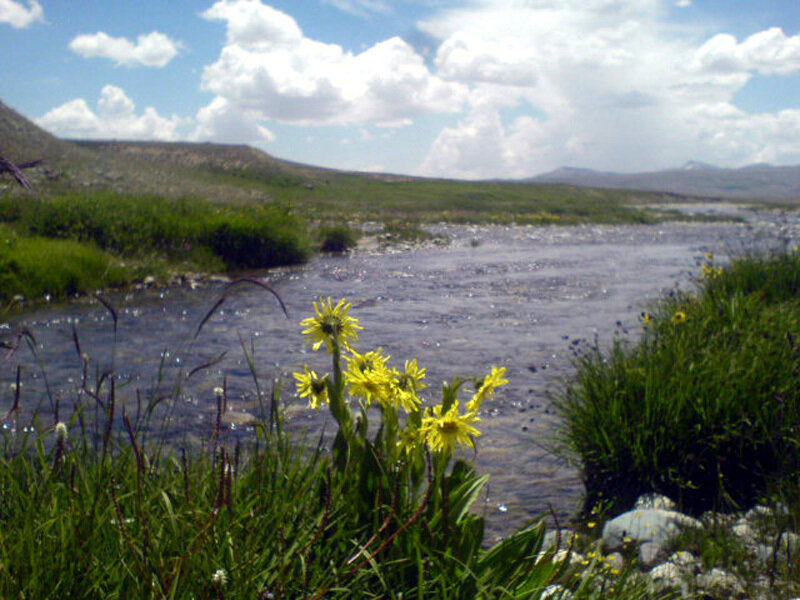 River with yellow flowers