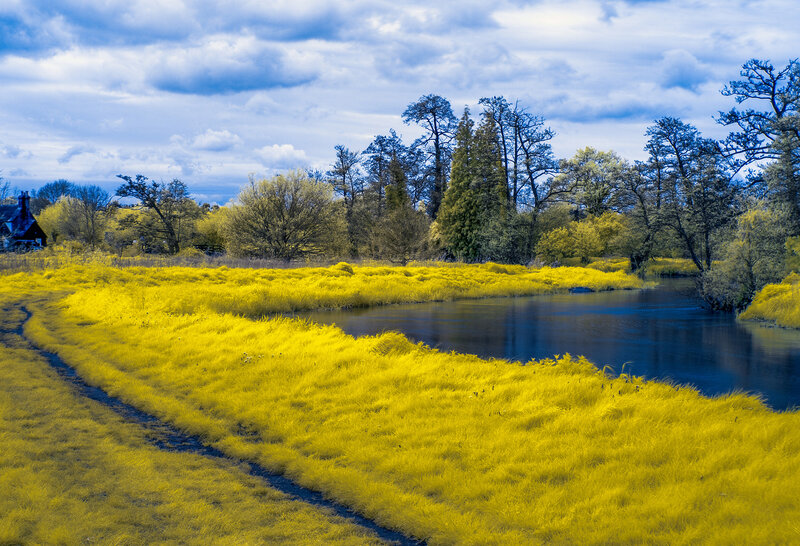 River with Yellow Grass
