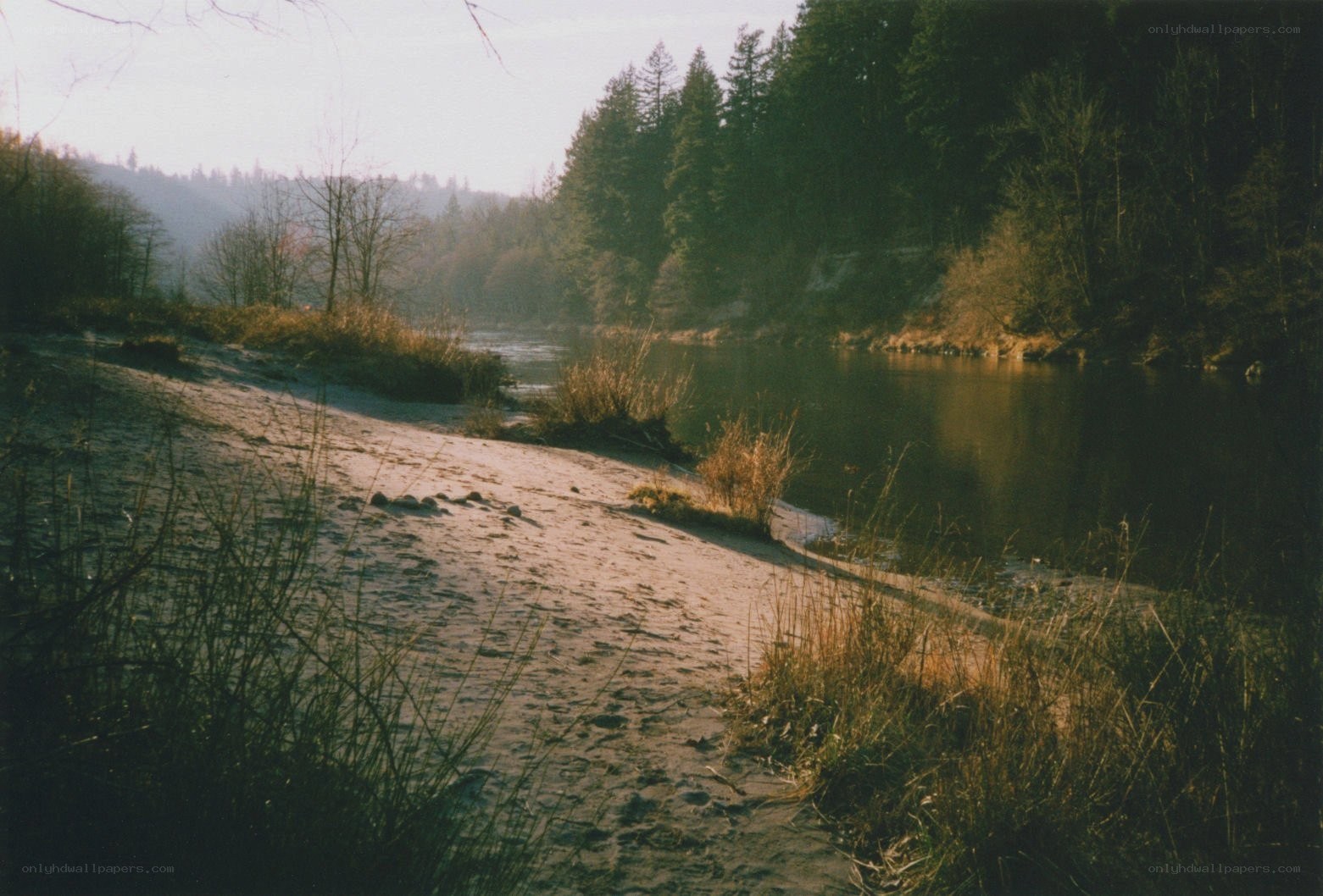 Riverbank at dawn