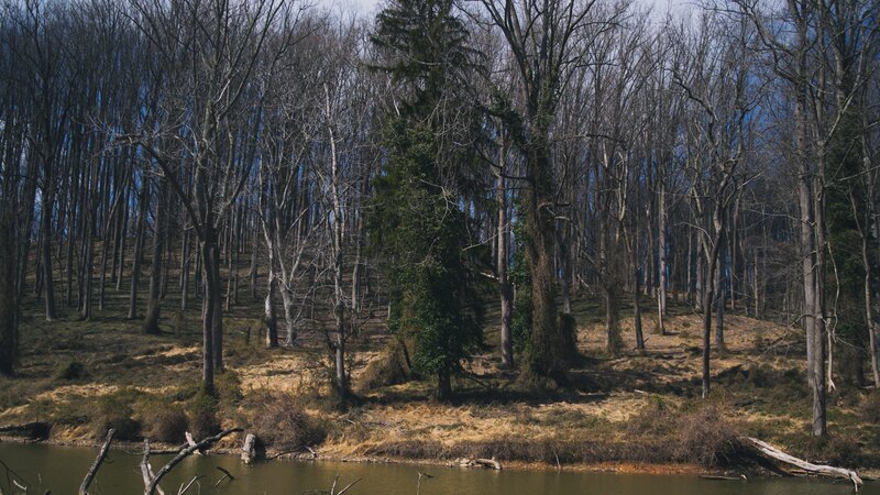 Riverbank Forest