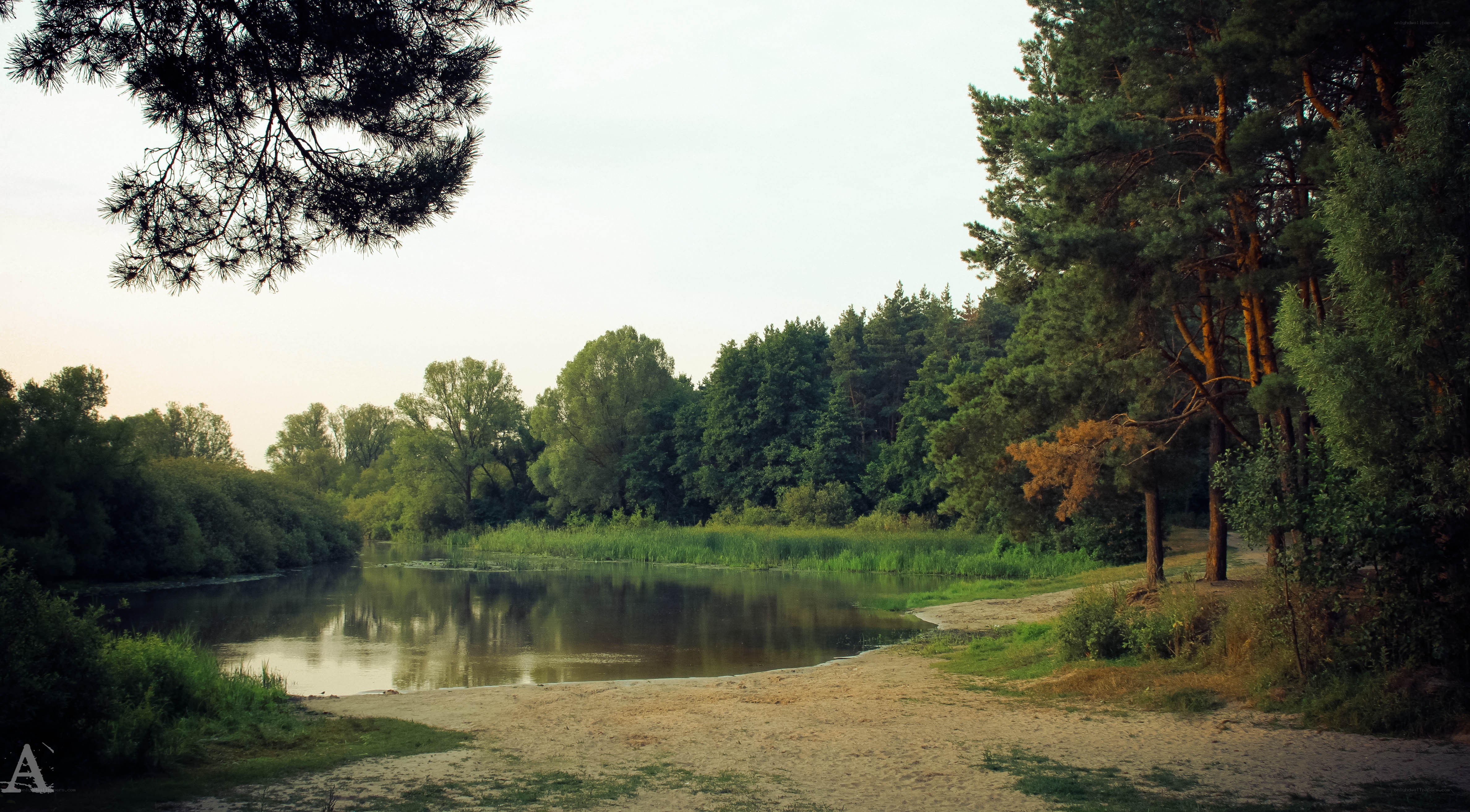 Riverbank in a forest