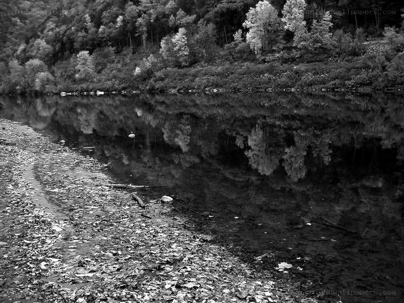 Riverbank Reflections