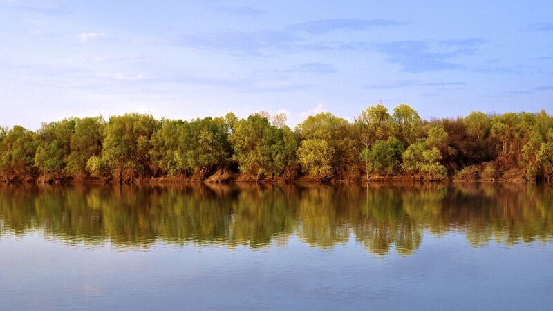 Riverbank Trees Reflection