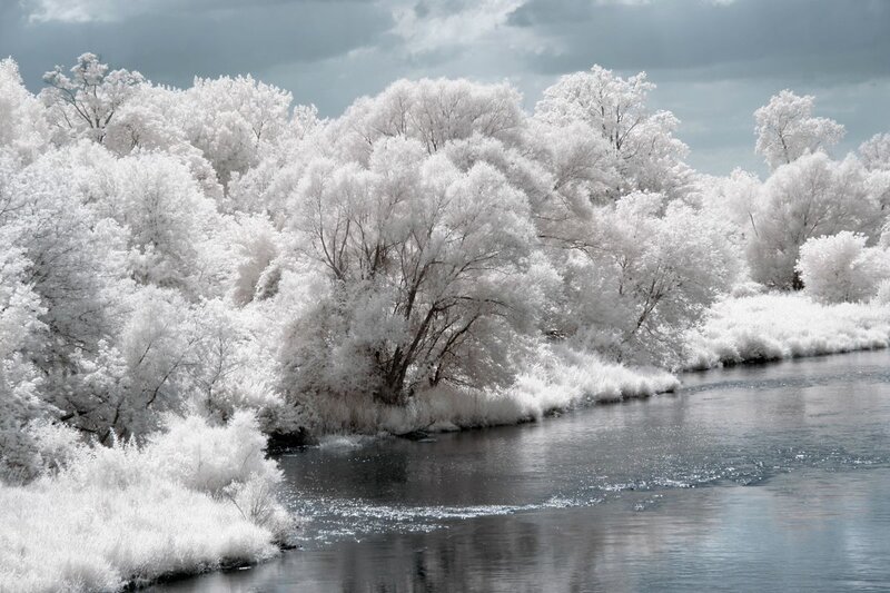 Riverbank Trees — White
