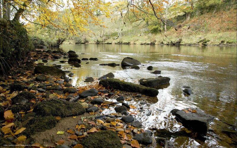 Riverbank with Autumn Leaves — Brown