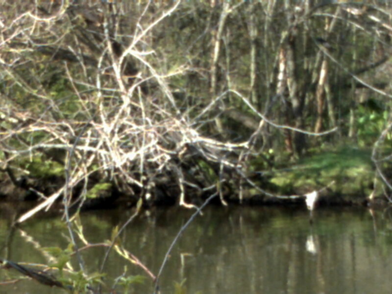 Riverbank with bare branches