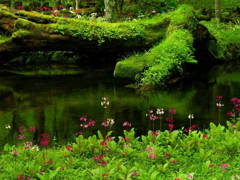 Riverbank with Flowers — Green