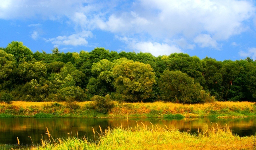 Riverbank with forest and blue sky