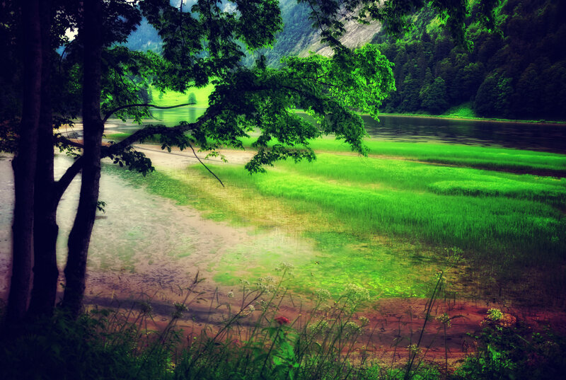 Riverbank with Green Grass
