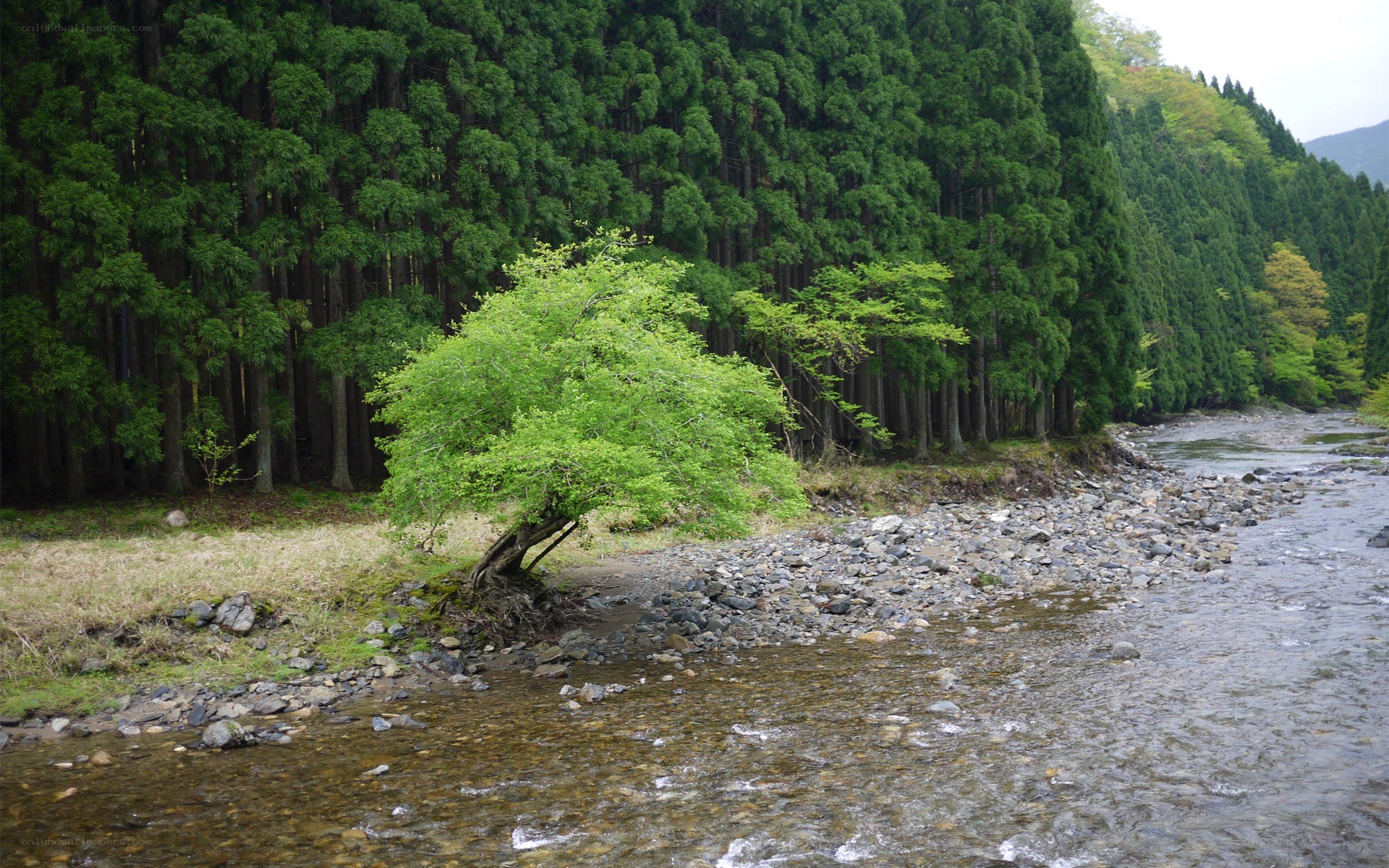 Riverbank with green tree