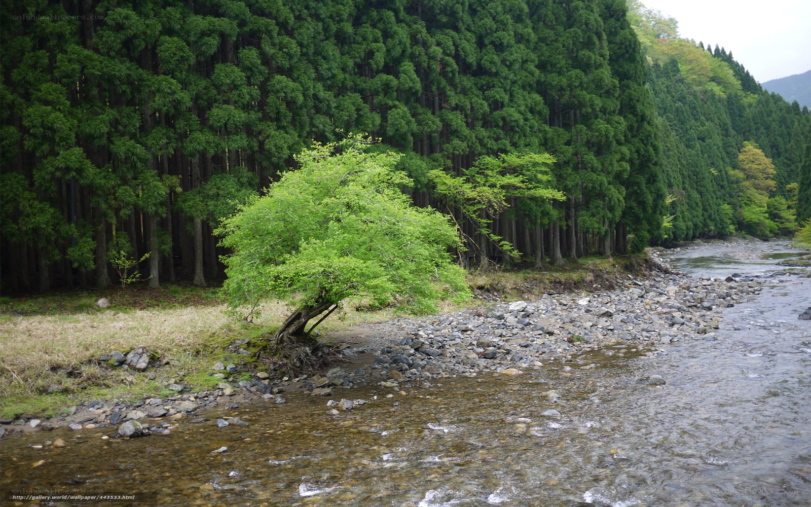 Riverbank with green tree