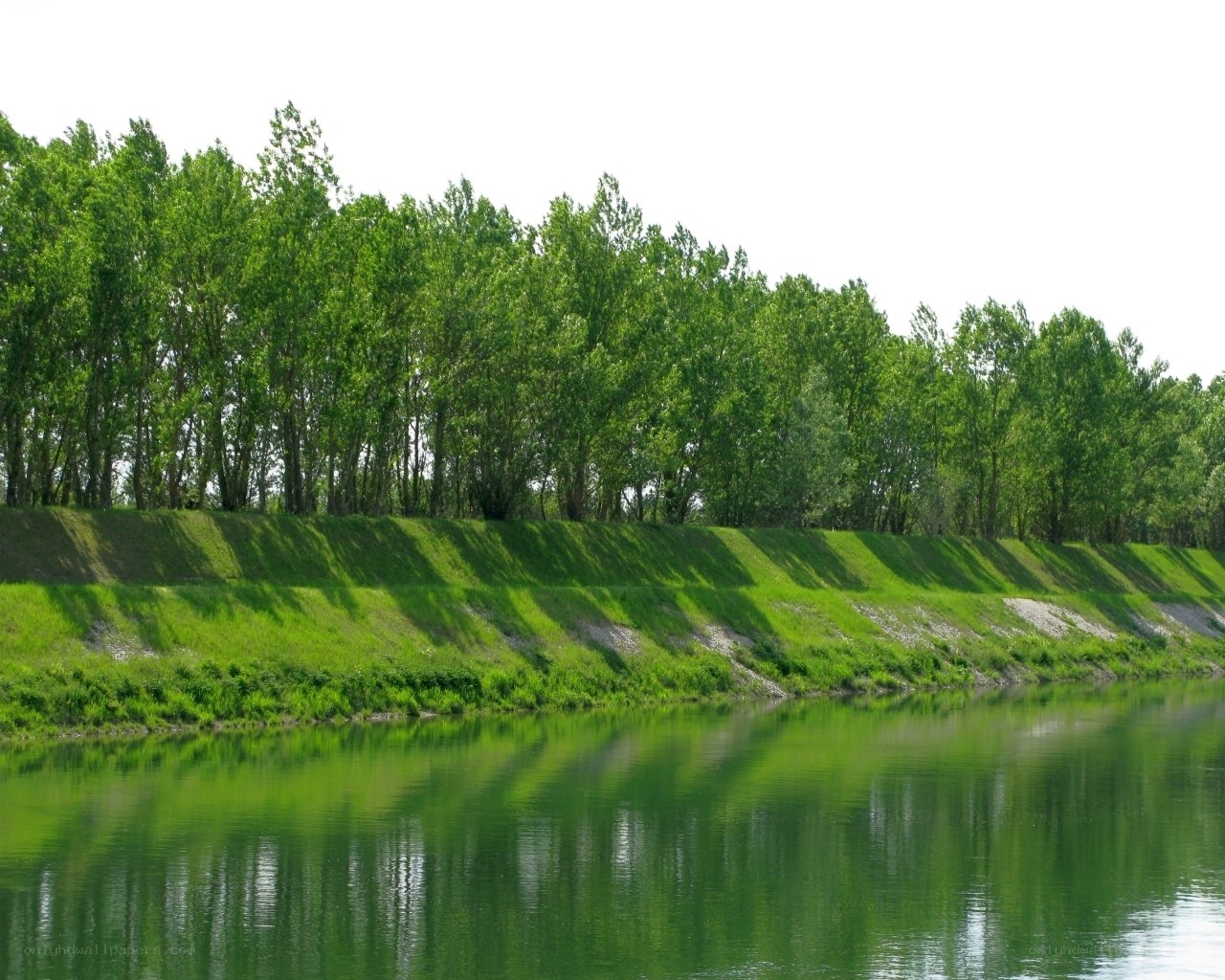Riverbank with green trees