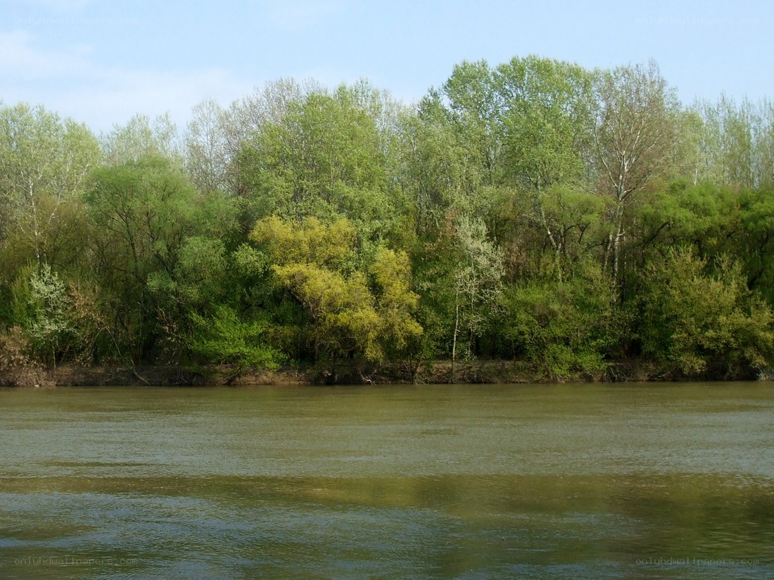 riverbank with green trees