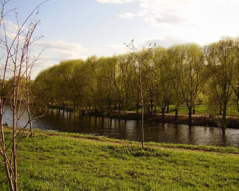 Riverbank with green trees