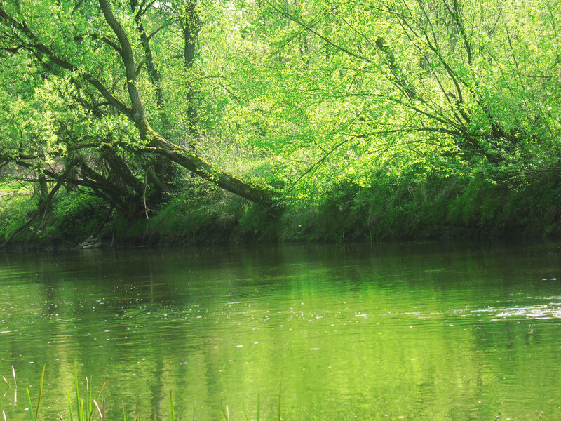 Riverbank with Green Trees — Serene, Afternoon