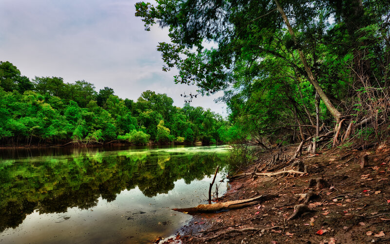 Riverbank with Green Trees — Serene