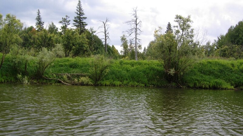 riverbank with green vegetation