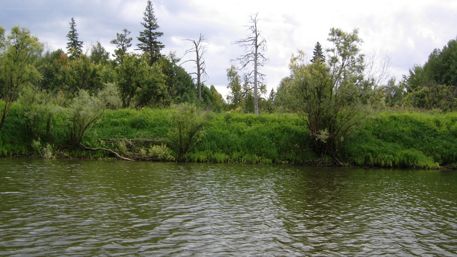 riverbank with green vegetation
