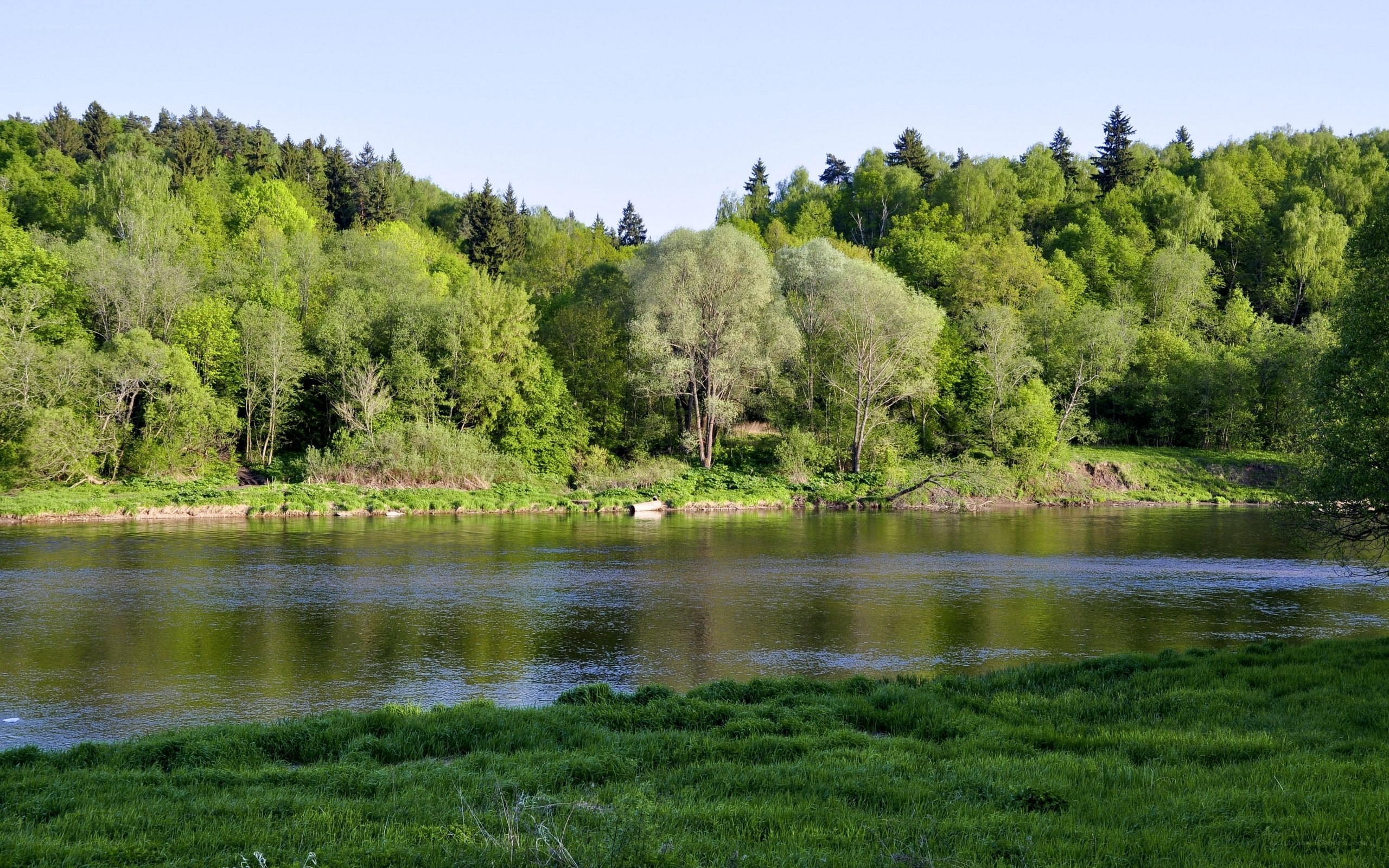 Riverbank with lush green forest