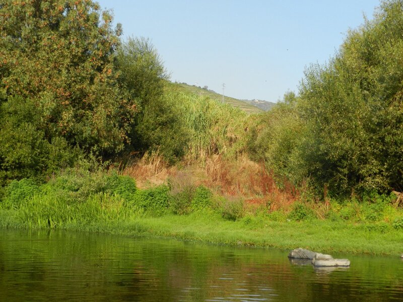 Riverbank with lush greenery
