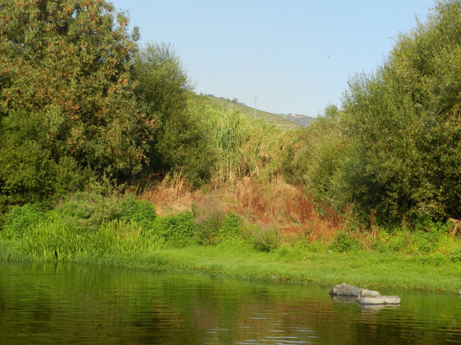Riverbank with lush greenery