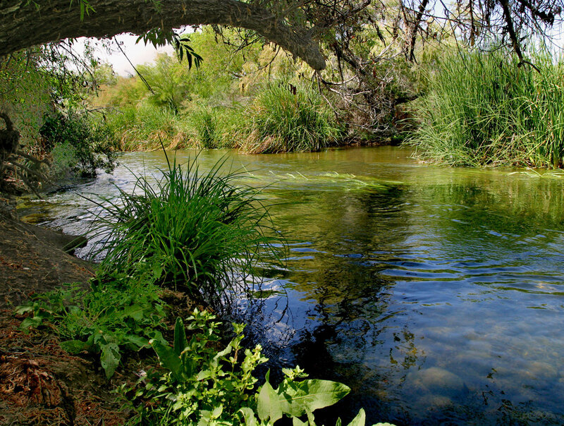 Riverbank with lush greenery