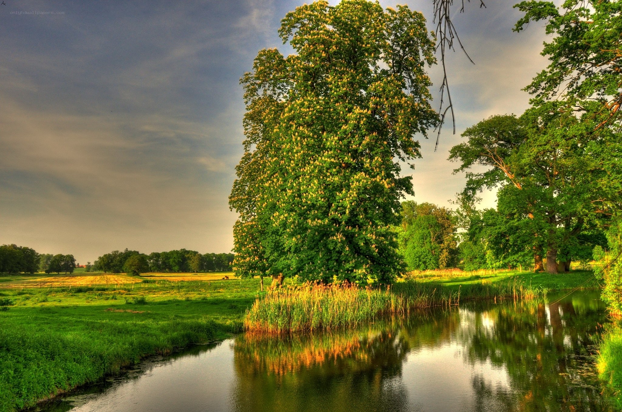 Riverbank with lush trees