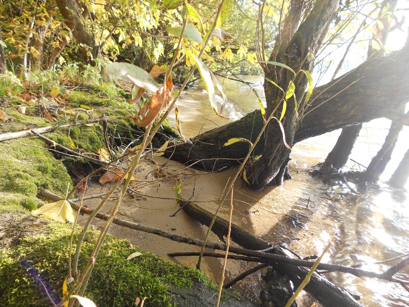 Riverbank with moss and fallen tree