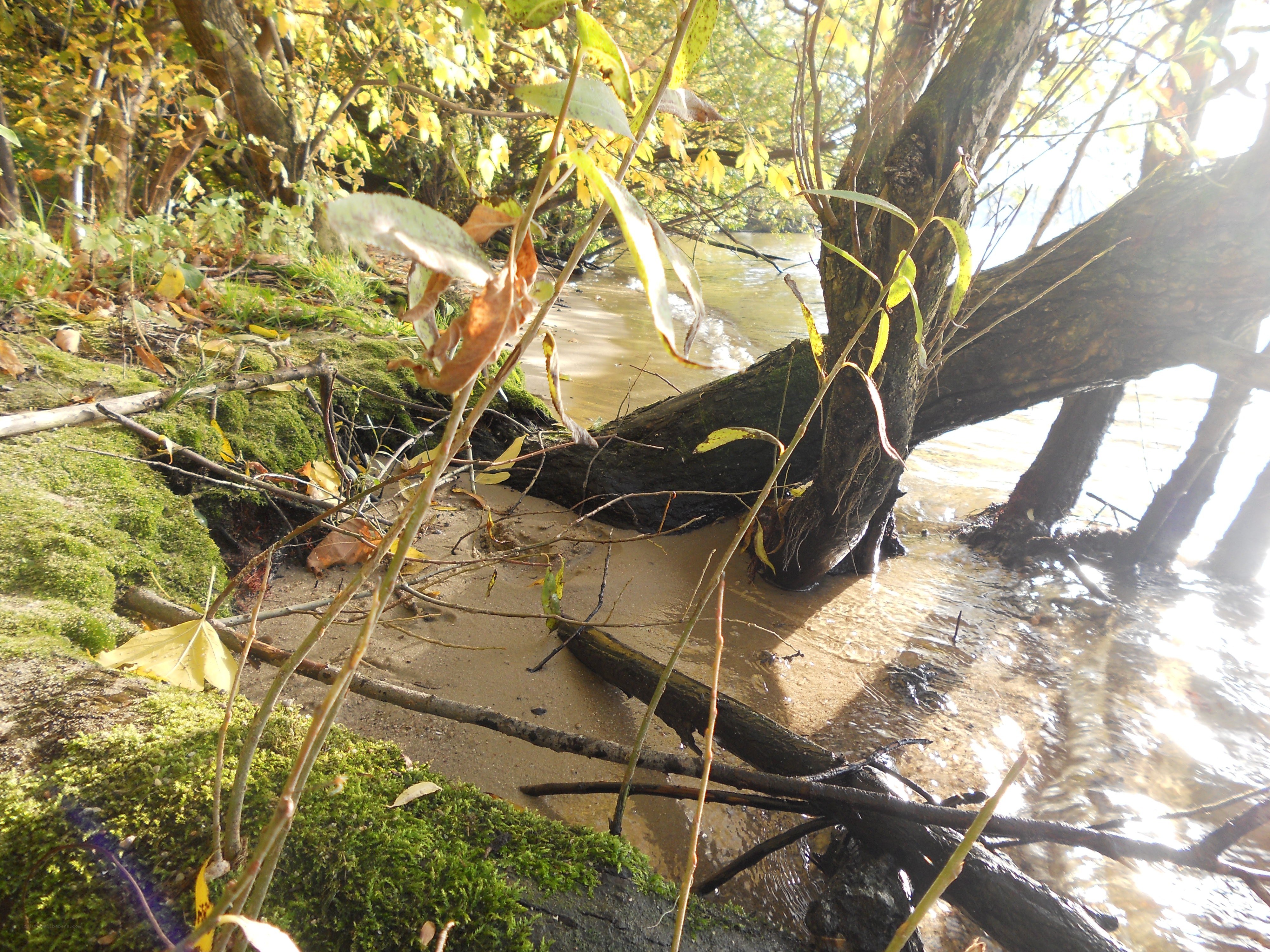 Riverbank with moss and fallen tree