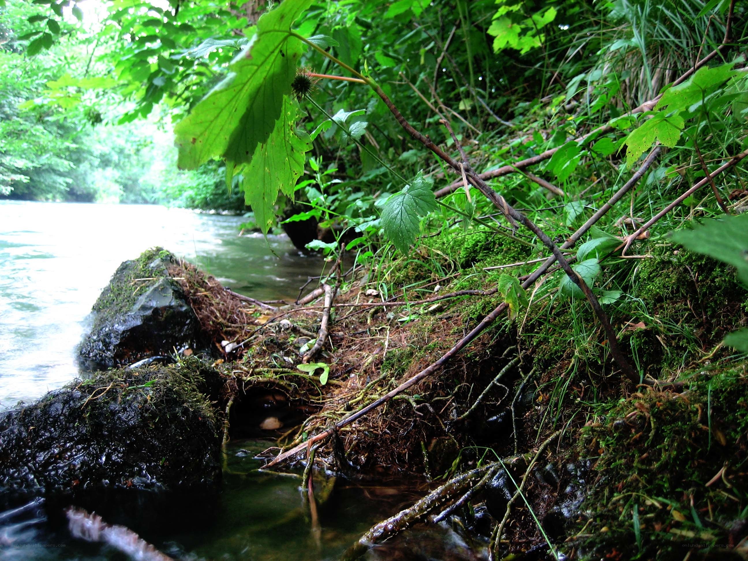 Riverbank with moss and foliage