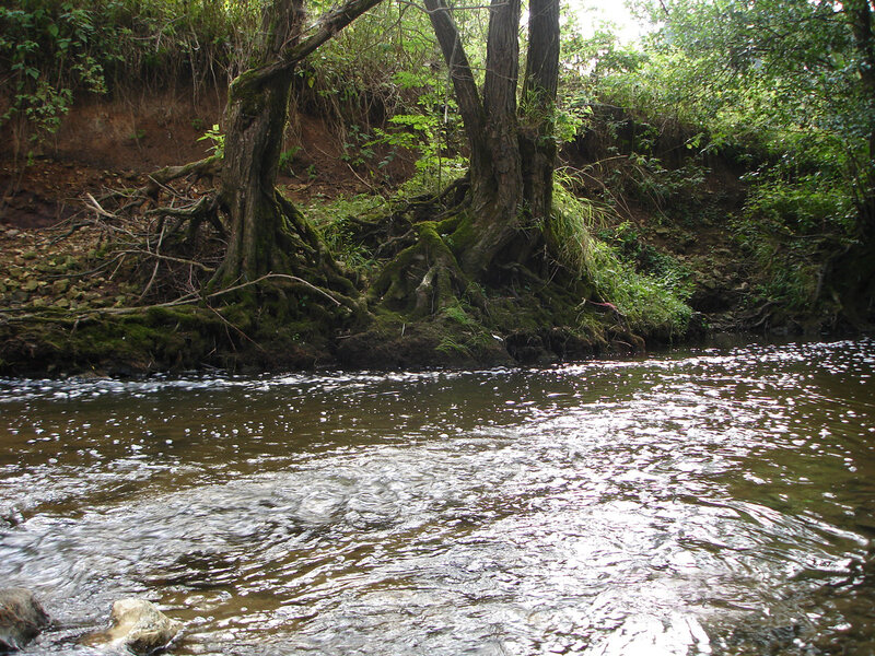 Riverbank with mossy trees