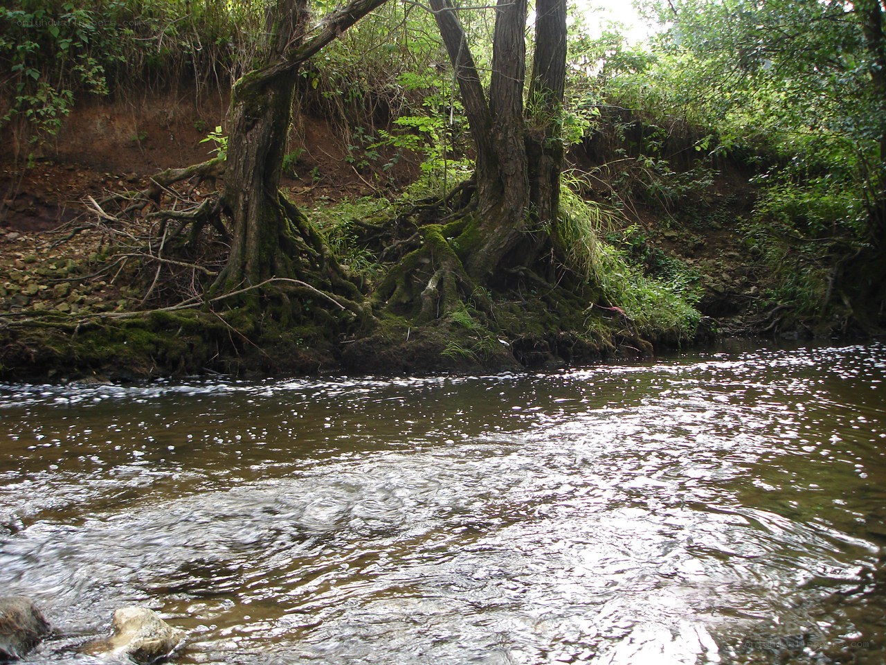 Riverbank with mossy trees