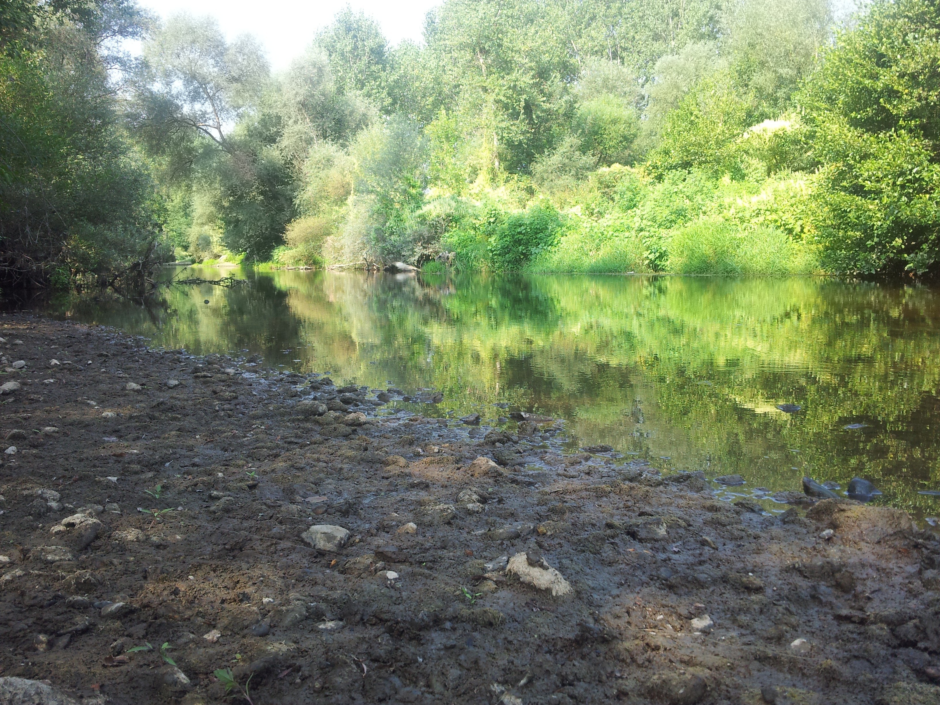 Riverbank with muddy shore