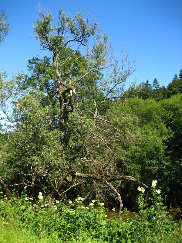 Riverbank with old tree