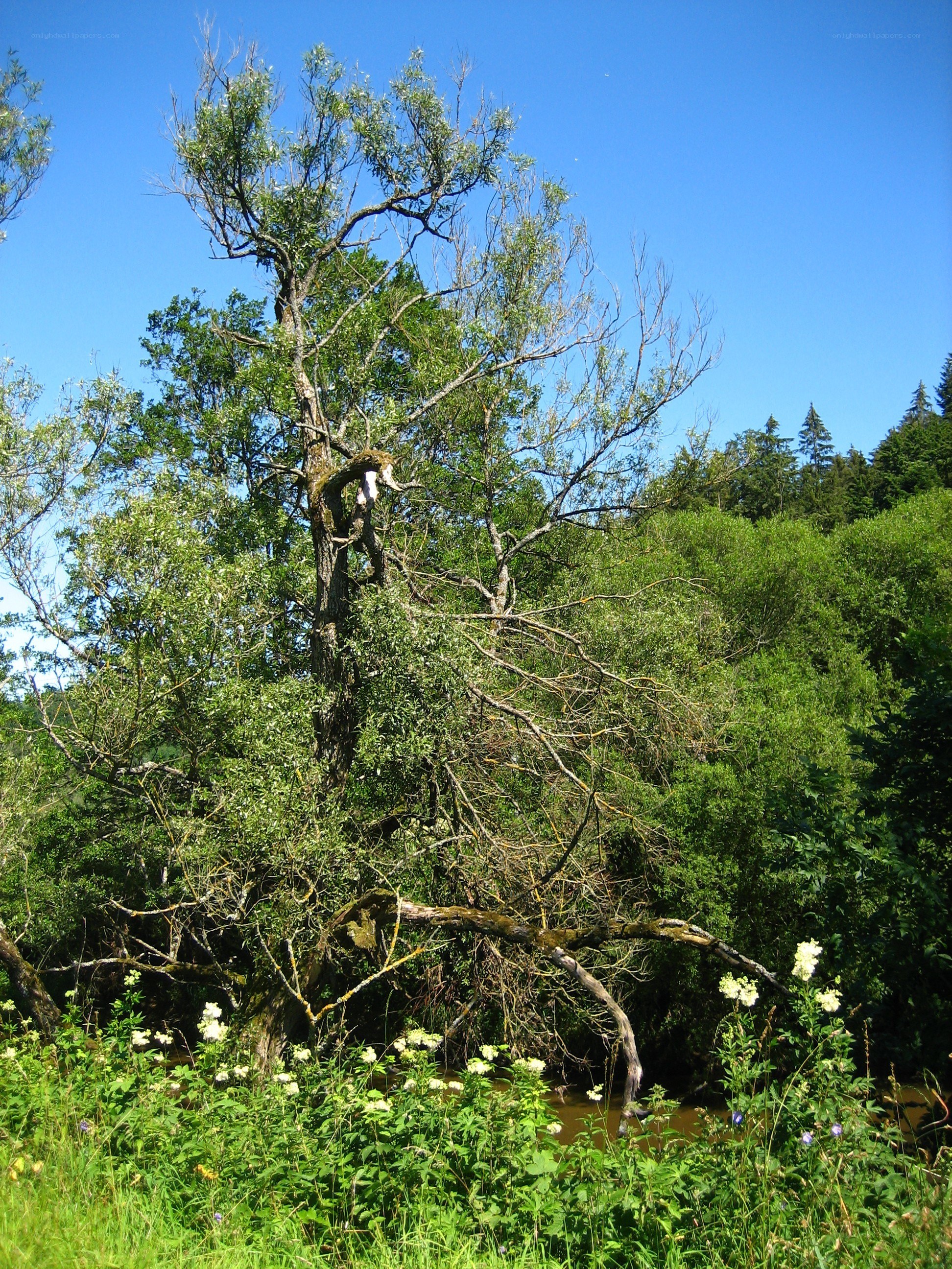 Riverbank with old tree