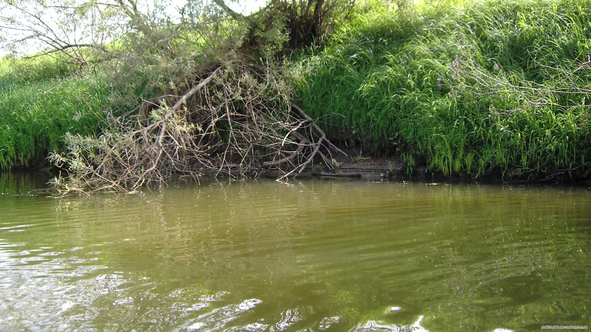 Riverbank with overhanging branches