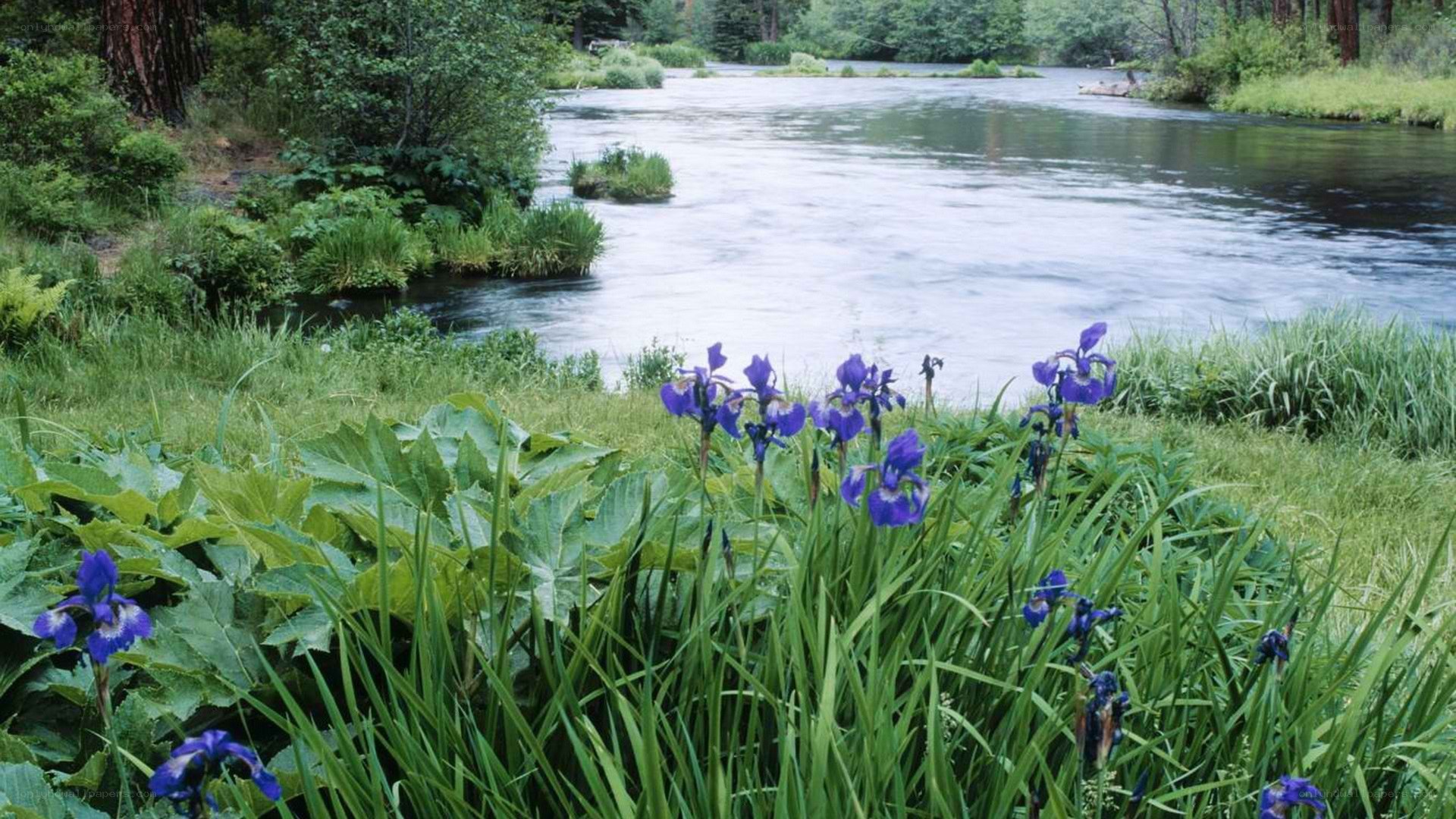 riverbank with purple irises
