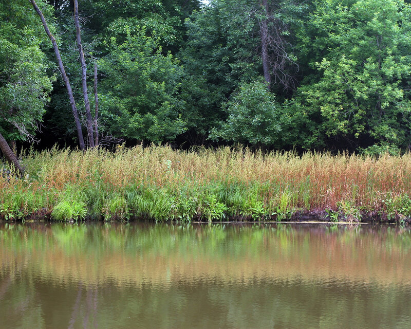 Riverbank with reeds and trees