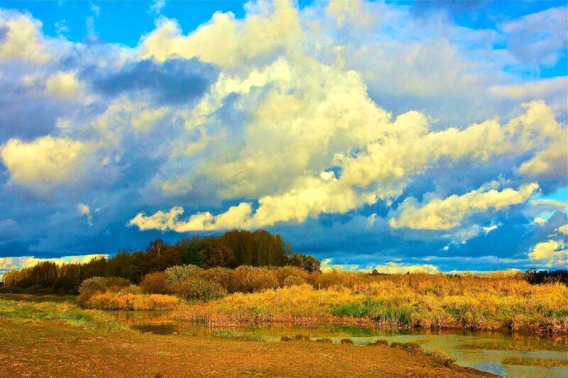 Riverbank with Reeds — Blue