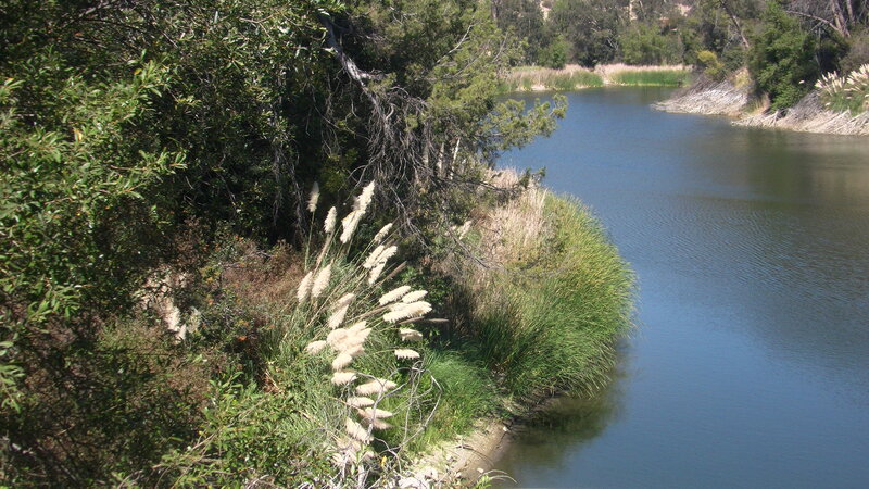Riverbank with Reeds